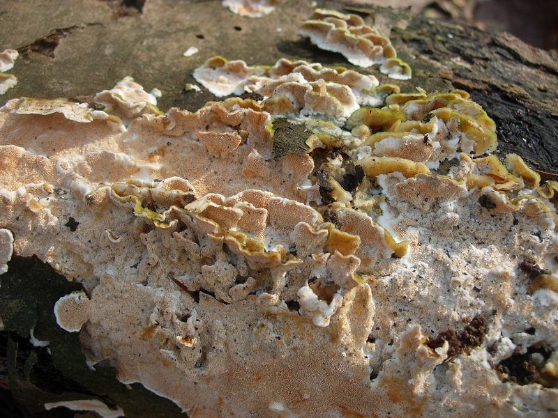 Steccherinum sp. (Steccherinum ochraceum)